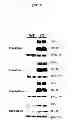 Fig. 07 - Methods and materials for reducing the severity of viral infections