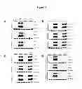 Fig. 08 - Methods and materials for reducing the severity of viral infections