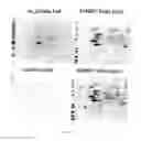 Fig. 07 - OLIGOSACCHARIDE MODIFICATION AND LABELING OF PROTEINS