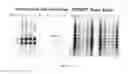 Fig. 09 - OLIGOSACCHARIDE MODIFICATION AND LABELING OF PROTEINS