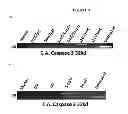 Fig. 06 - SIGNAL-SENSOR POLYNUCLEOTIDES