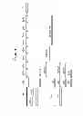 Fig. 05 - Nucleic acid molecule encoding target antibodies directed to DLL4