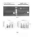 Fig. 07 - Recombinant microorganisms and methods of use thereof