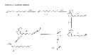 Fig. 01 - Synthetic navel orangeworm pheromone composition and methods relating to production of same