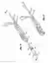 Fig. 09 - Knotless suture anchoring device having deforming section to accommodate sutures of various diameters