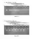 Fig. 49 - GENETICS OF GENDER DISCRIMINATION IN DATE PALM