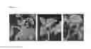 Fig. 02 - Tomato yellow leaf curl virus resistance