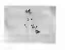 Fig. 01 - Delivery of viral agents