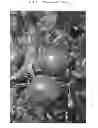 Fig. 02 - Thome Red