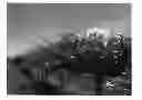Fig. 01 - Grapevine plant named 'CAR98-710'