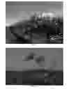 Fig. 02 - Grapevine plant named 'CAR98-710'
