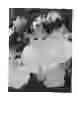 Fig. 02 - Oncidium Sweet Sugar 'Lemon Drop'