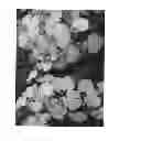 Fig. 03 - Oncidium Sweet Sugar 'Lemon Drop'