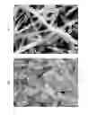 Fig. 01 - Manufacturing method for fibrous demineralized bone matrix