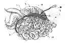 Fig. 01 - INVERTIBLE HAIRPIECE AND METHOD OF USING SAME