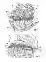 Fig. 06 - INVERTIBLE HAIRPIECE AND METHOD OF USING SAME