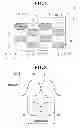 Fig. 06 - PRESSURE-SENSITIVE ADHESIVE FORCE EXPRESSING UNIT, PRESSURE-SENSITIVE ADHESIVE LABEL ISSUING DEVICE, AND PRINTER