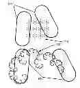 Fig. 01 - Method and apparatus for identification