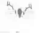 Fig. 03 - Shadow skull mounting apparatus