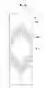 Fig. 13 - Liquid crystal display having multiple pixel regions for improved transmittance
