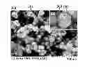 Fig. 01 - ORGANIC-INORGANIC COMPOSITE AND METHOD FOR MANUFACTURING THE SAME
