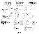 Fig. 05 - Method, device and system for transmitting multimedia broadcast multicast  service