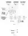 Fig. 06 - Method, device and system for transmitting multimedia broadcast multicast  service