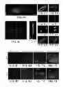 Fig. 06 - CONJUGATE OF A POLYMER, AN ANTI-ANGIOGENESIS AGENT AND A TARGETING MOIETY, AND USES THEREOF IN THE TREATMENT OF BONE RELATED ANGIOGENESIS CONDITIONS