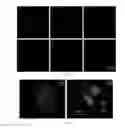 Fig. 09 - Photostable AIE luminogens for specific mitochondrial imaging and its method of manufacturing thereof