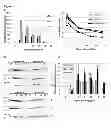 Fig. 02 - Chemically modified cystathionine beta-synthase enzyme for treatment of homocystinuria
