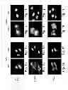 Fig. 02 - Nuclear targeting sequences