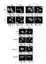 Fig. 09 - Nuclear targeting sequences