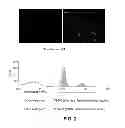 Fig. 03 - Use of modified cells for the treatment of multiple sclerosis