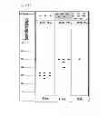 Fig. 09 - PROTEIN-BASED STREPTOCOCCUS PNEUMONIAE VACCINES