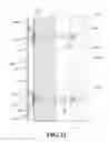 Fig. 15 - Composite precast concrete structures, composite precast tilt-up concrete structures and methods of making same