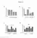 Fig. 12 - Targeting c-Rel O-GlcNAcylation and uses thereof