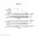 Fig. 13 - Targeting c-Rel O-GlcNAcylation and uses thereof