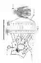 Fig. 03 - Method For Automated Tissue Analysis