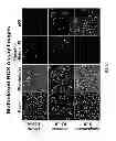 Fig. 07 - Method For Automated Tissue Analysis