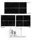 Fig. 09 - L-serine compositions, methods and uses for treating neurodegenerative diseases and disorders