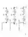Fig. 02 - Two plasmid mammalian expression system