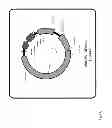 Fig. 08 - Two plasmid mammalian expression system