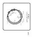 Fig. 09 - Two plasmid mammalian expression system