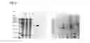 Fig. 02 - Improving the production of foreign proteins