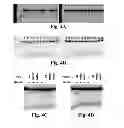 Fig. 06 - Methods and compositions for targeted single-stranded cleavage and targeted integration