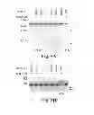 Fig. 07 - Methods and compositions for targeted single-stranded cleavage and targeted integration
