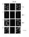 Fig. 33 - RNA targeting compounds and methods for making and using same