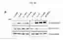 Fig. 07 - METHOD FOR PREPARING MICROVESICULAR ADAM15