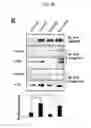 Fig. 08 - METHOD FOR PREPARING MICROVESICULAR ADAM15
