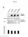 Fig. 09 - METHOD FOR PREPARING MICROVESICULAR ADAM15